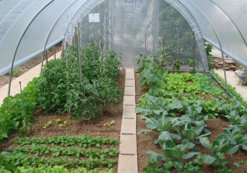 Intérieur d'une serre tunnel avec bâche relevé pour l'aération, un chemin traverse les plantations